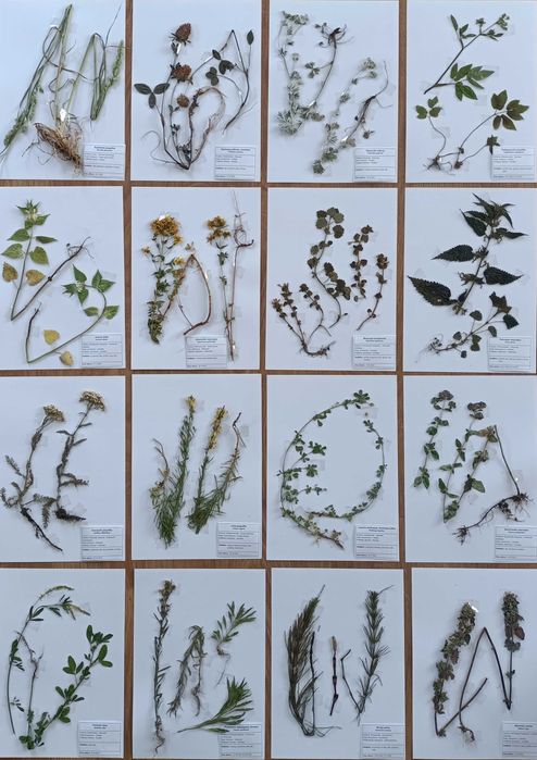 20 gat lato zielnik 2025 mix z opisami na bloku