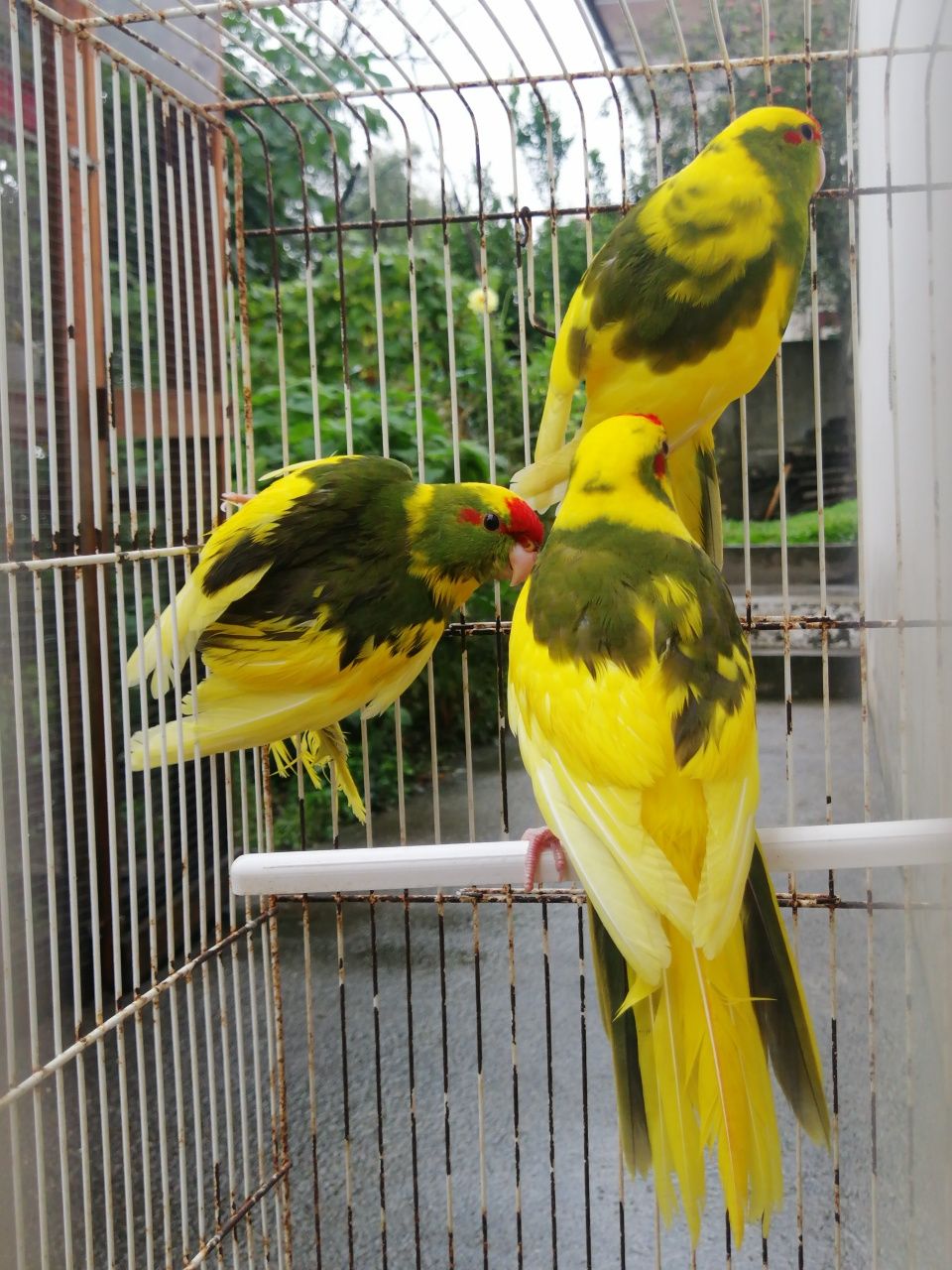 Kakarikis malhados