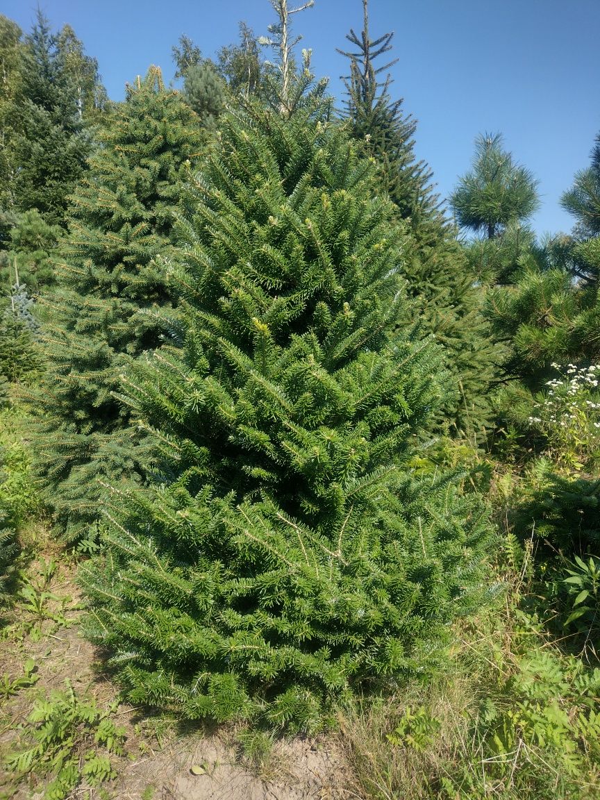 Piękne szkółkowane Świerki Sosny Jodły Daglezje Sosny z EKO plantacji