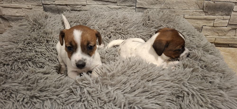 Szczenię jack Russell terrier z metryką