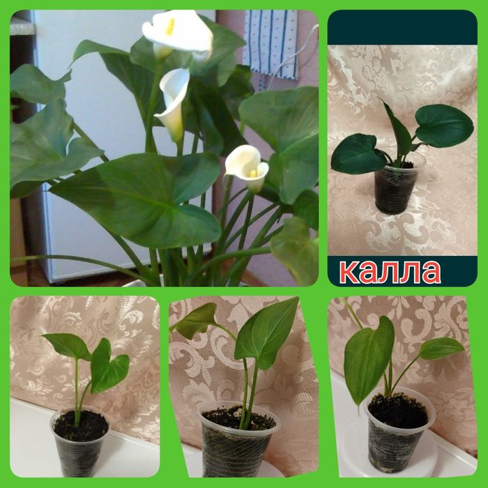 Тидеи 2 сорта; калла белая спатифиллум; кливия; молочай Миля глоксиния