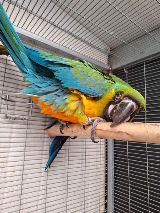 Arara Miligold criada a mão