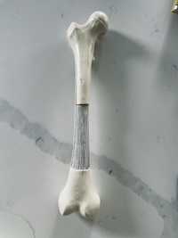 Model budowy kości człowieka
