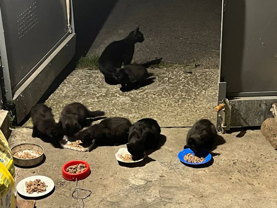 Котята черные бесплатно