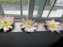 Flores de lótus plástico