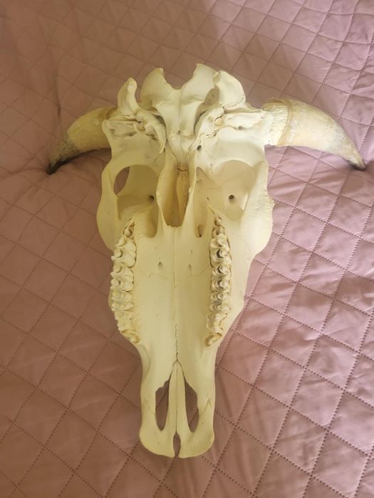 Czaszka krowy - weterynaria nauka anatomii