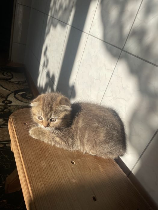 Миленька віслоуха дівчинка , кошеня , золота шиншила