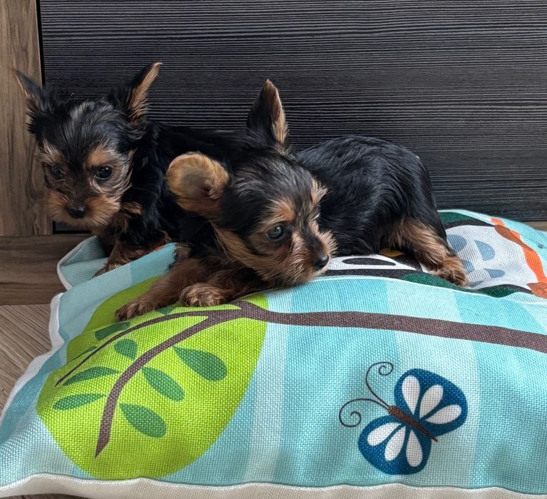 York - kochany rozrabiaka