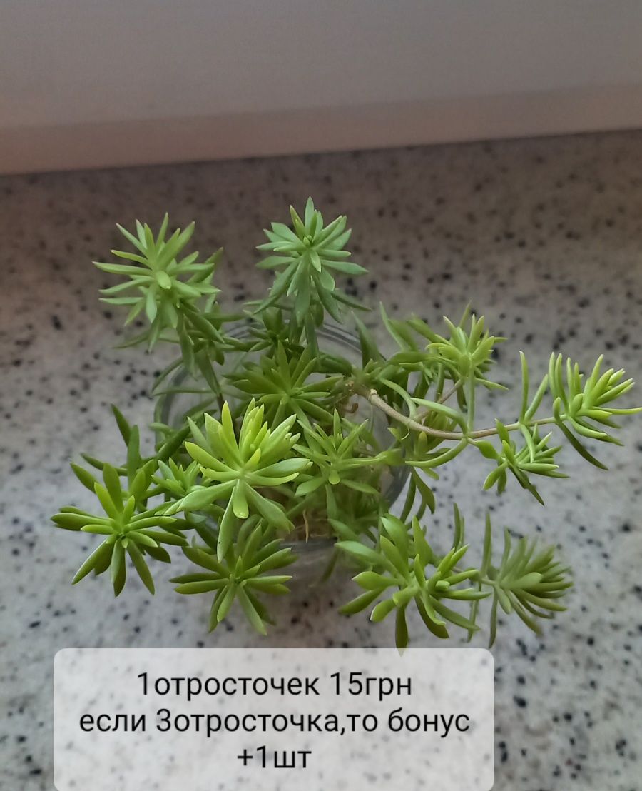 Декоративная травка(комнатное растение)Очеток