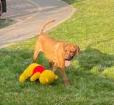 Rhodesian Ridgeback piesek po Championach