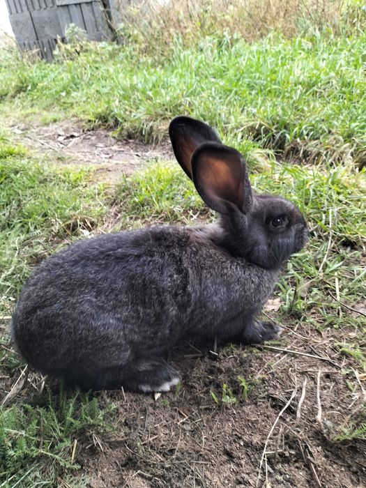 Młoda samiczka i samczyki