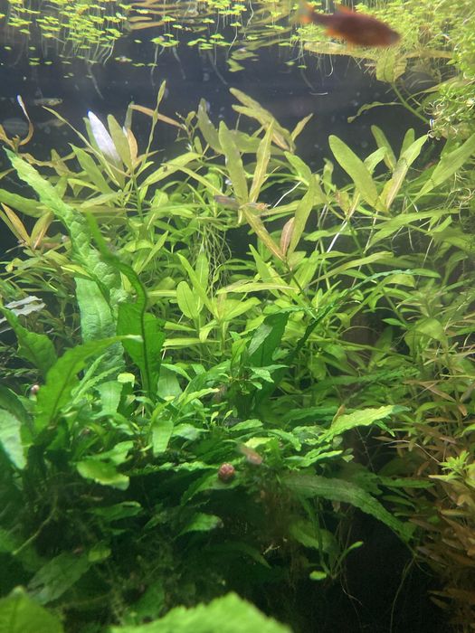 pack de plantas para aquario (fácies de manter)