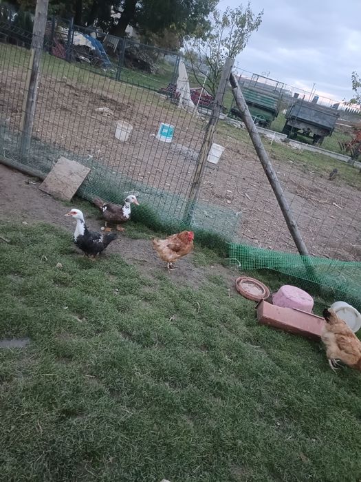 Witam sprzedam kaczki