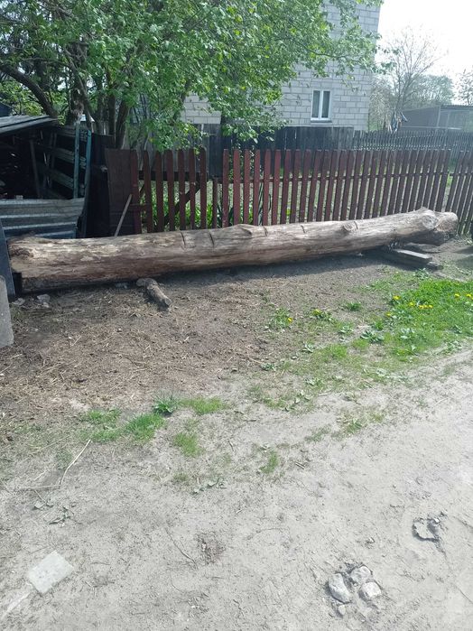 Sprzedam dęba mniejszego tartacznego