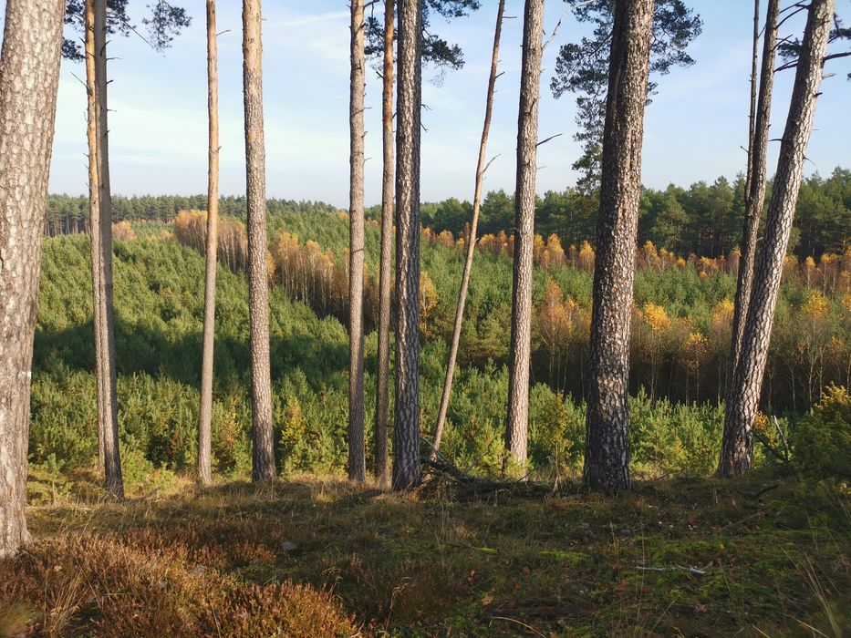 Suszone, pachnące podgrzybki z Puszczy Bydgoskiej