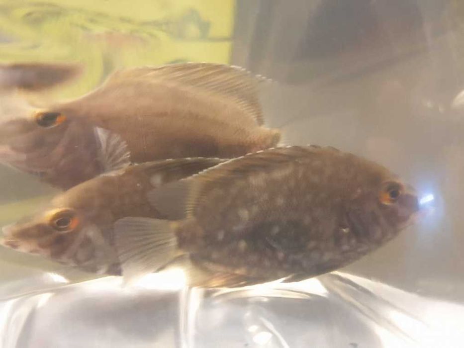 Uaru - ryba 6-7cm - min 6sztuk - Promo _ Sklep AKWAREKS
