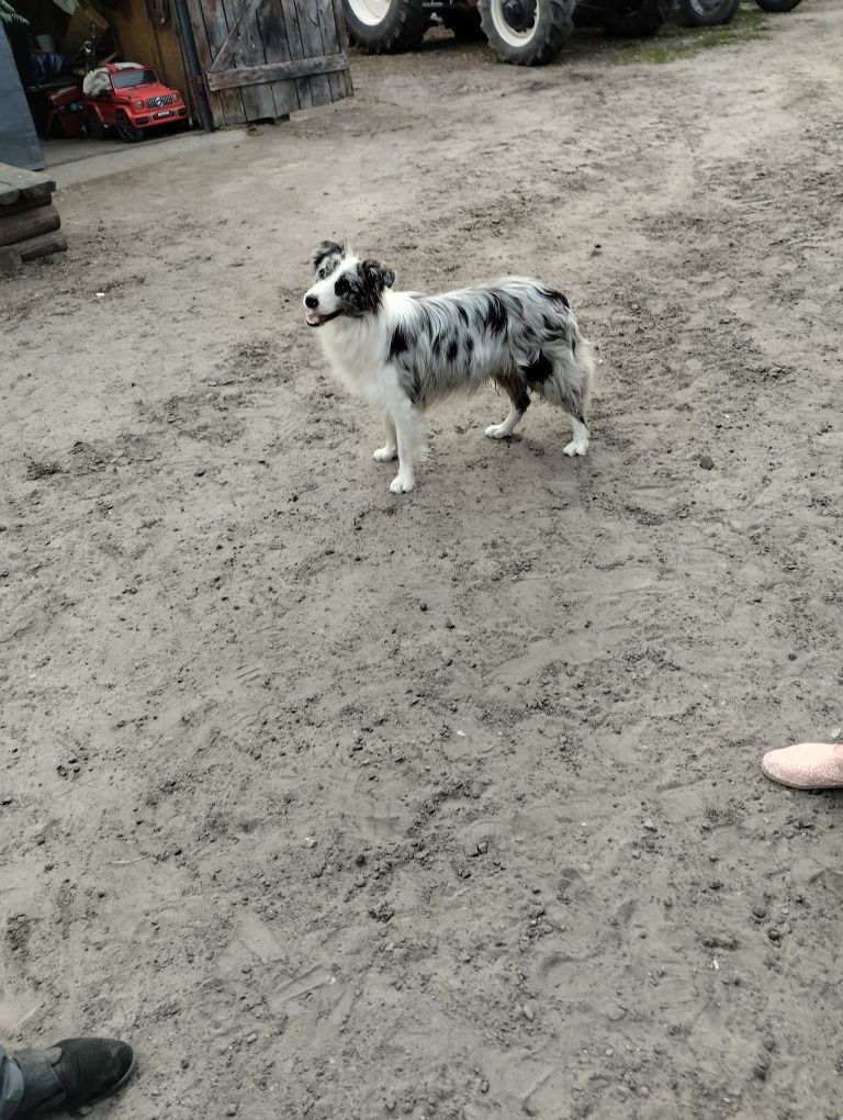 Border collie FCI Pies