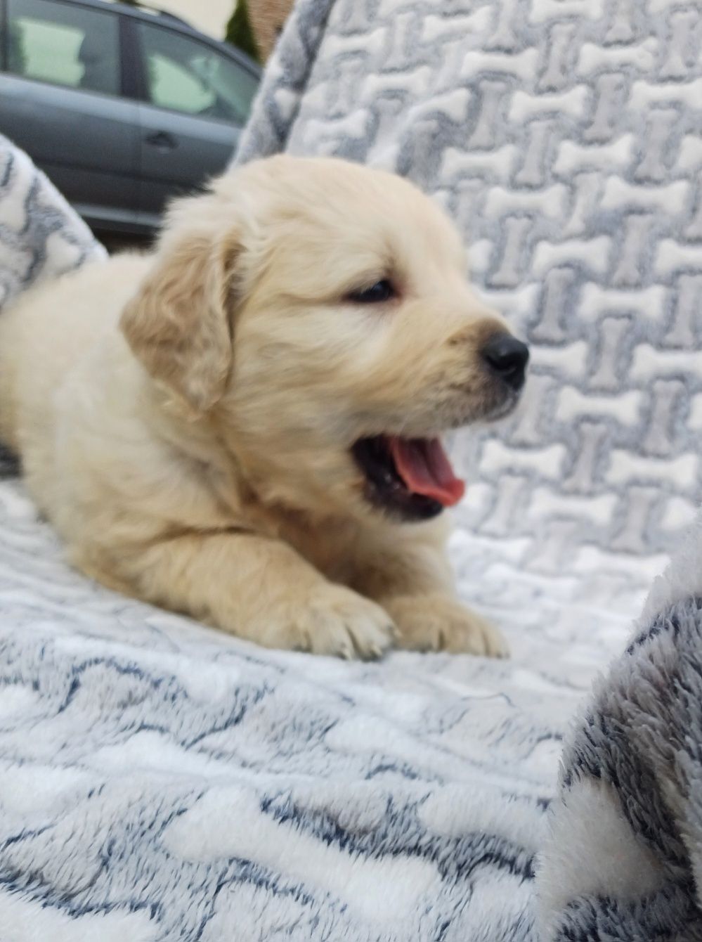 Piesek rasy Golden retriever