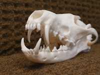 Naturalna czaszka lisa rudego z kompletnym uzębieniem