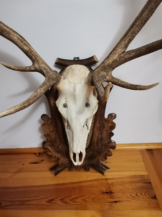 Poroże Jelenia bardzo ładne