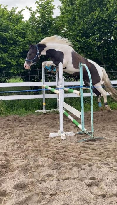 Piękny i zdolny kuc do sportu