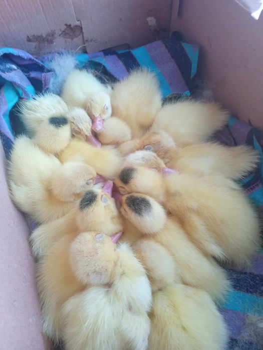 Kaczki male z 15 zł