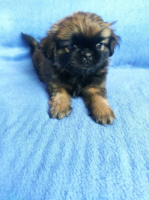 Pekinczyk.Pekinczyki. Sprzedam suczkę