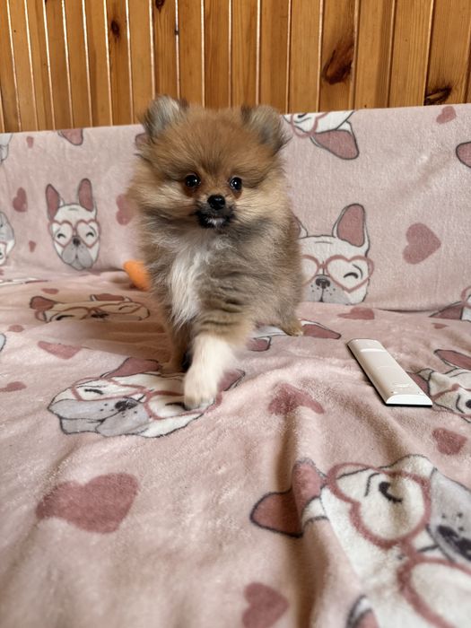 Szpic miniaturowy pomeranian