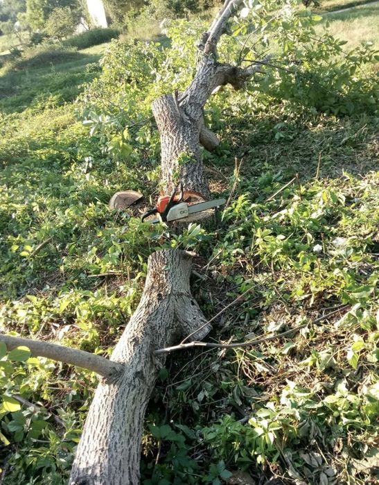 Валка деревьев,резка,рубка дров,уборка участка