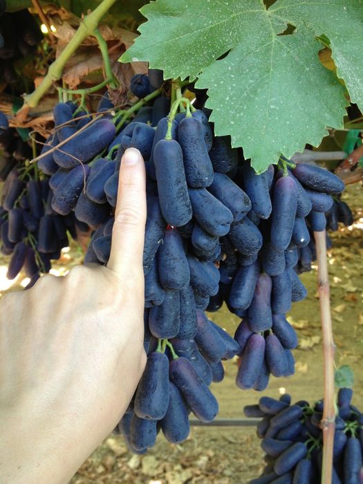 Саджанці винограду Саженцы винограда