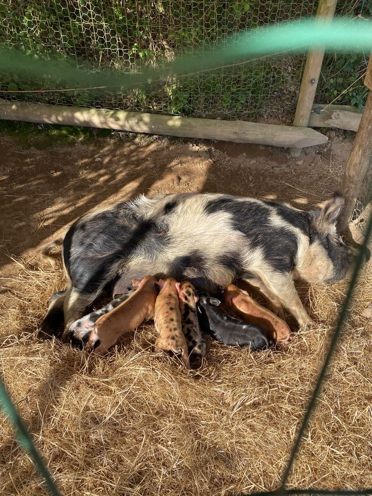 Leitões KuneKune