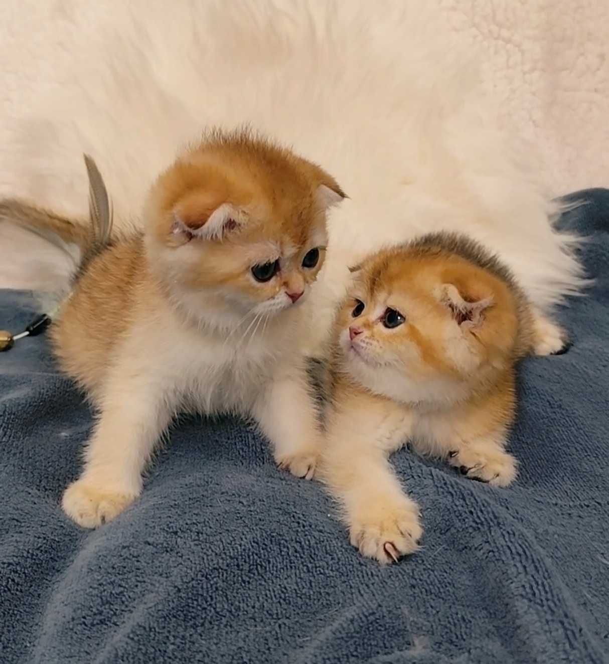 Gatinha Scottish Fold Golden Shorthair