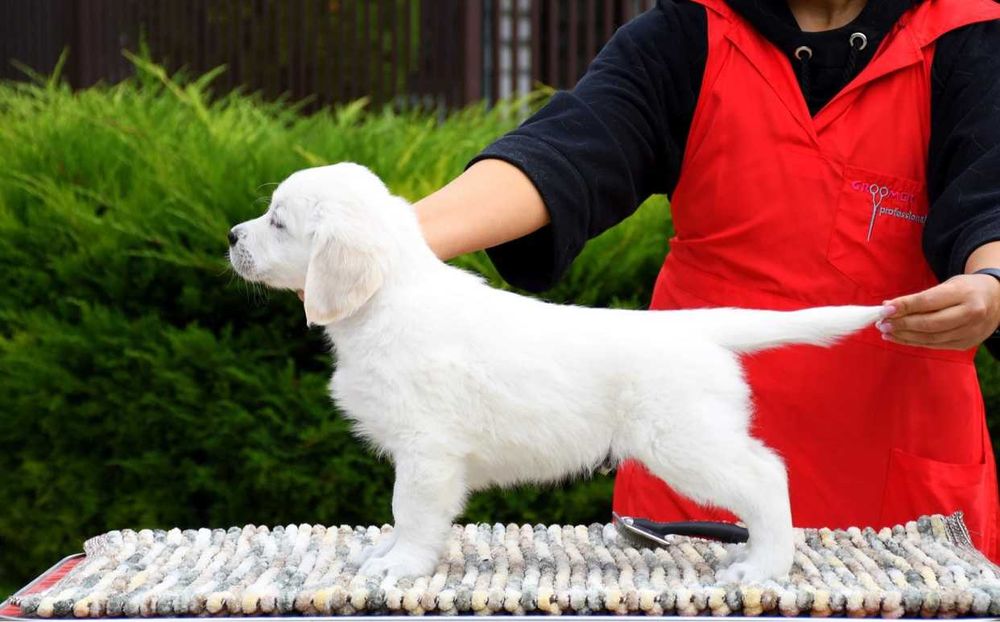 Щенки золотистого ретривера.