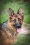 Nela roczna owczarek niemiecki do adopcji