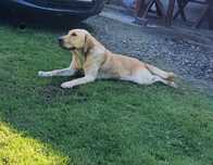 Labrador suka 3lata
