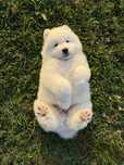 Maluszek Samoyed FCI