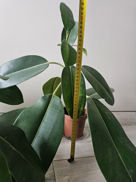 Фікус з великим листям. Саджанець посаджений у вересні 2025р