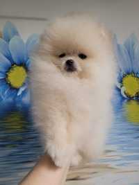 Pomeranian.Chlopak. color Cream