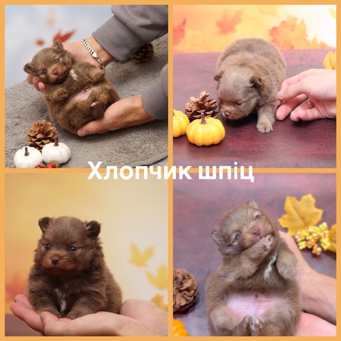 Щенок шпиц ,померанец мальчик