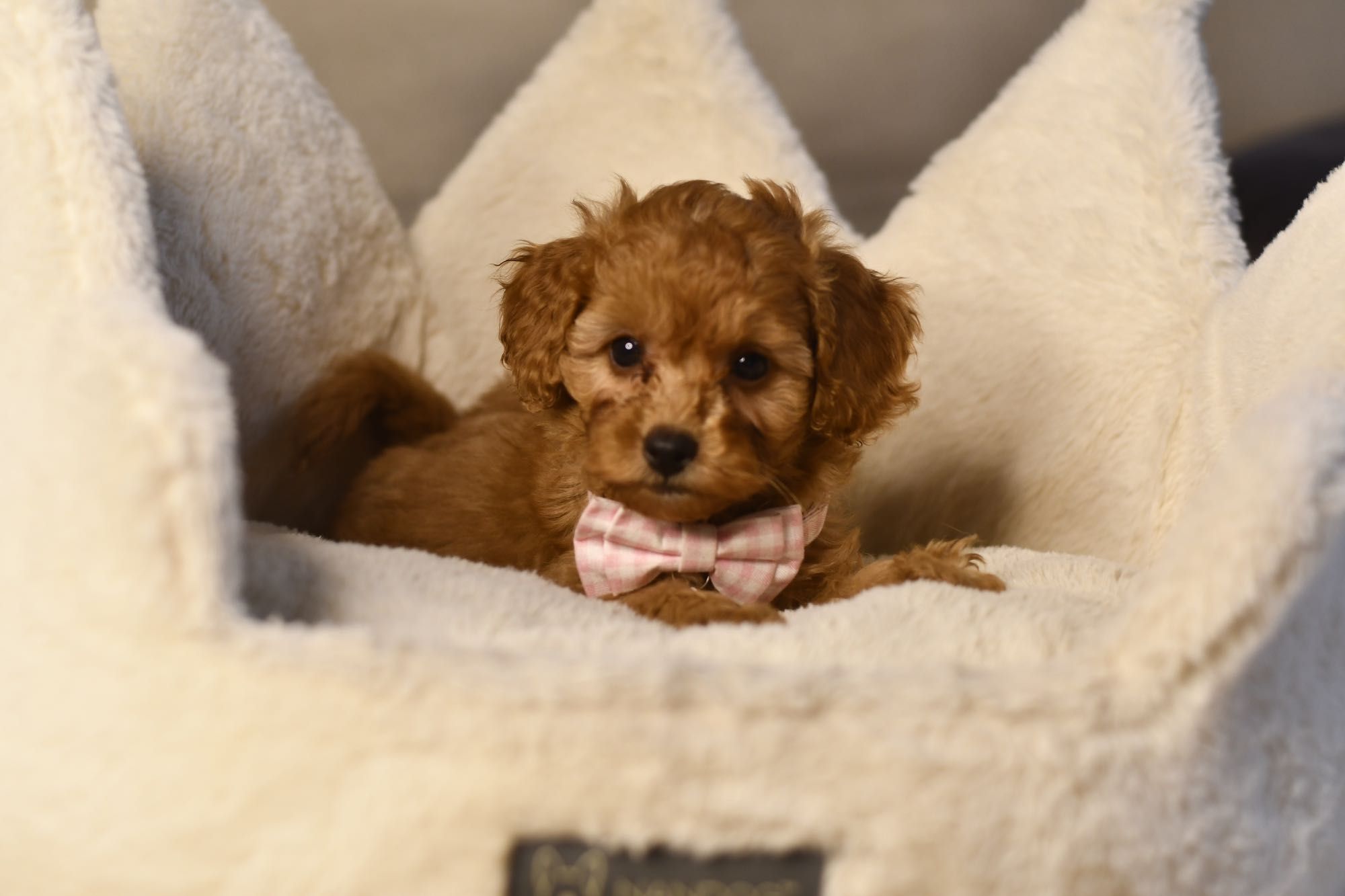 Cavapoo F1 RED wyjątkowa dziewczynka ZAREZERWOWANA