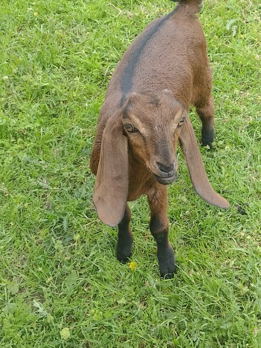 Кізонька англонубійська
