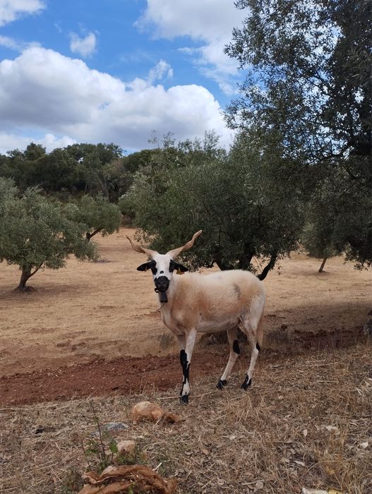 Borrego macho algarvio