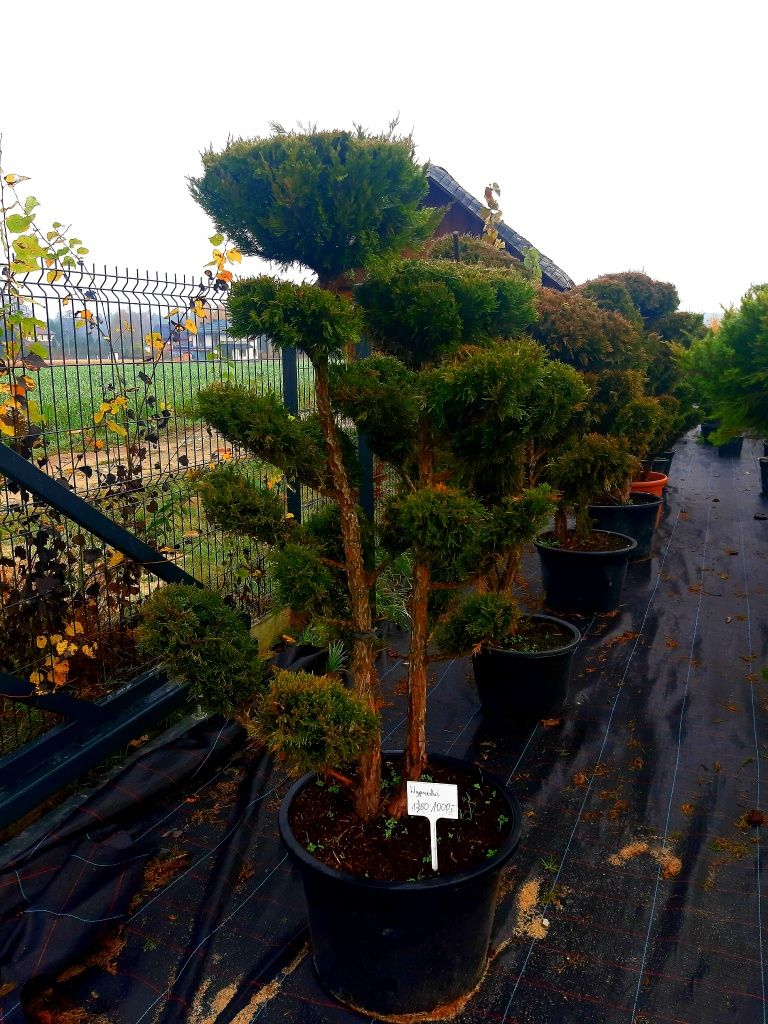 Jałowiec Bonsai Niwaki 140-200cm! Sosna klon szmaragd laurowiśnia!