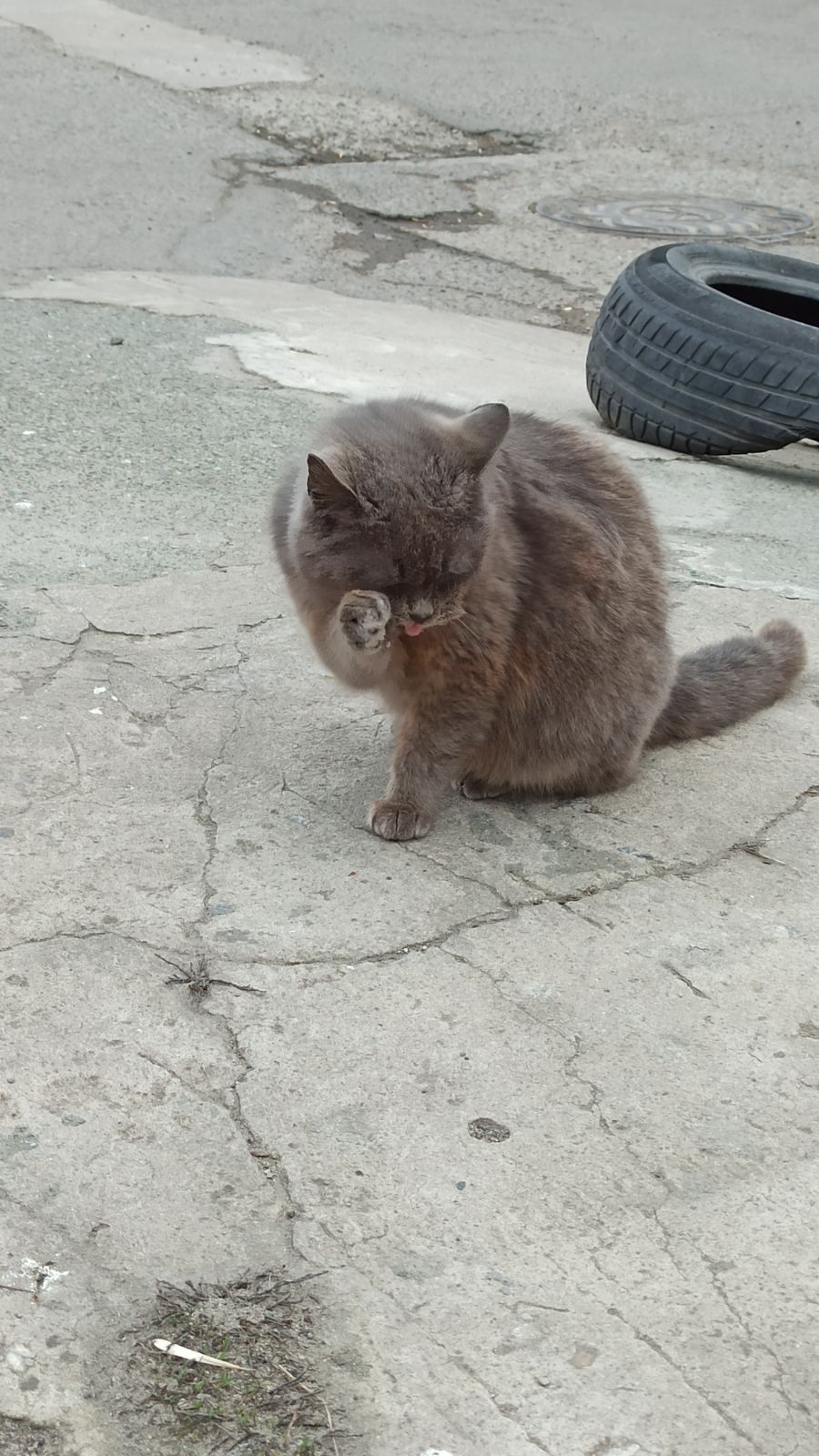 Кошечка в добрые руки