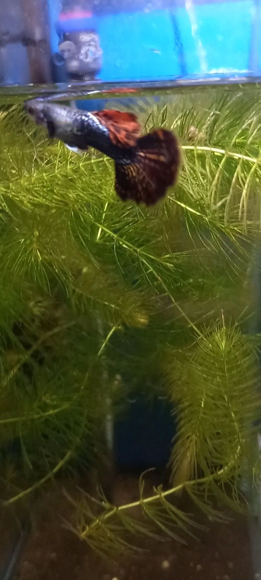 Guppy red dragon