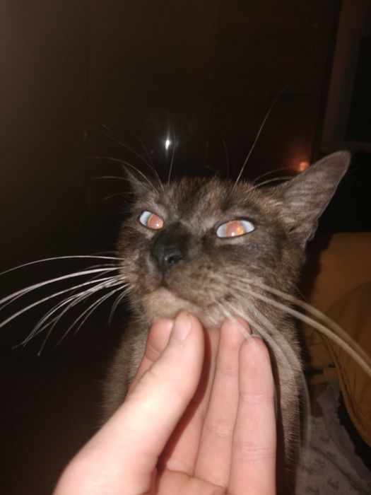 Терміново!!! Відаю кішку та кошенят