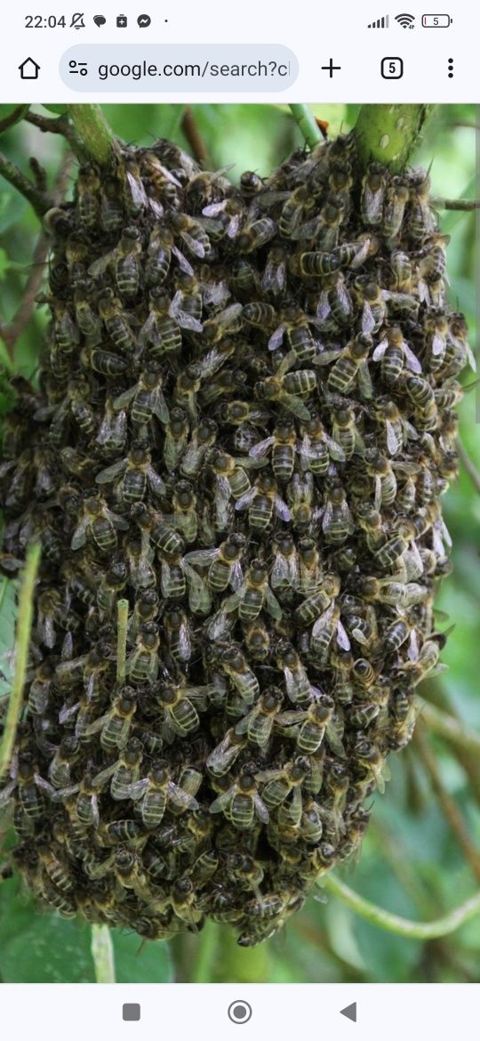 Recolha de enxames de abelhas gratis
