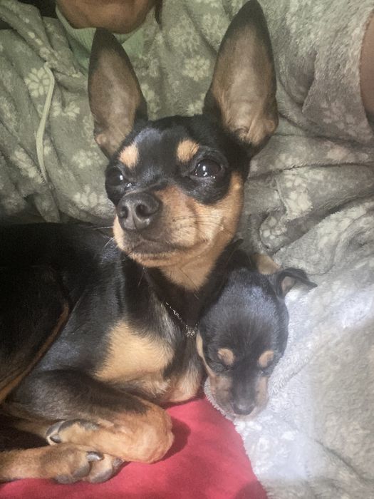 Той терєр в’язка