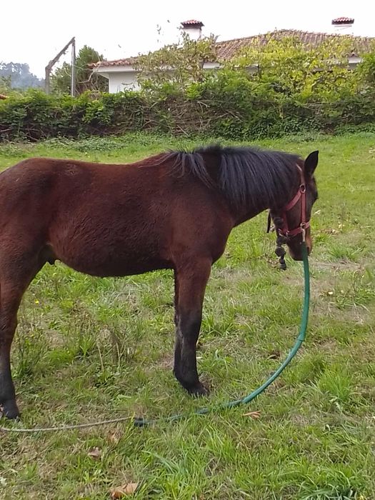 E uma cavalo garano e manso