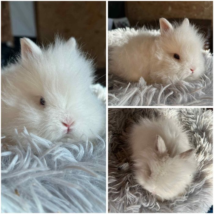 Karzełki Teddy Mini